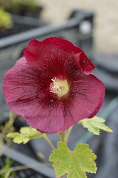 Stockrose, Schwarze- (Pflanze)